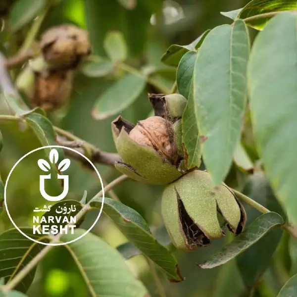 ❌ ۱۰ اشتباه مرگبار در خرید نهال گردو که نباید مرتکب شوید!