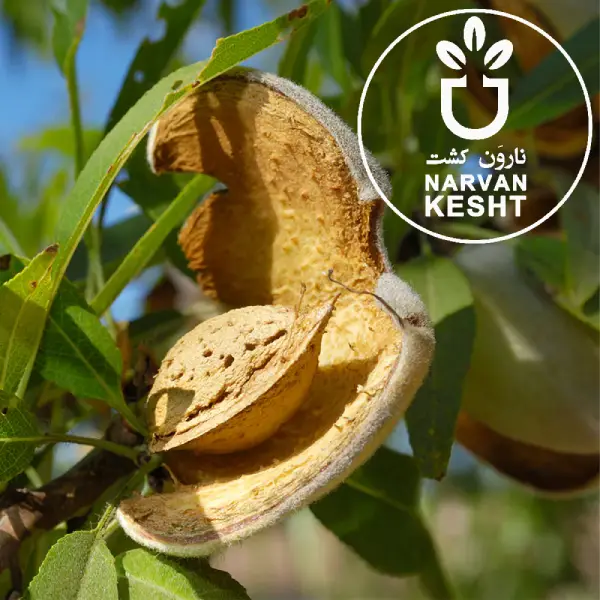 ⚡ راز نهال بادام زودبازده که هیچ کشاورزی به شما نمی‌گوید!