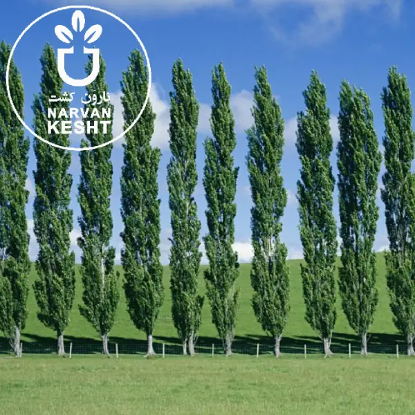 🌳 این درخت را بکار، سرمایه‌ات ۱۰ برابر می‌شود! راز صنوبرکاری پردرآمد