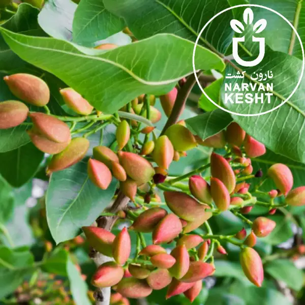 بررسی زمان باردهی، سوددهی و سرمایه‌گذاری در باغ پسته