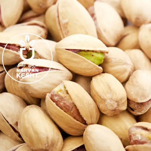 راز شوکه‌کننده‌ای که فروشندگان نهال پسته به شما نمی‌گویند!📌