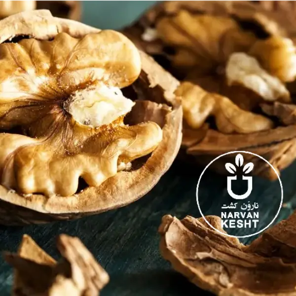 🔥 بهترین زمان کاشت نهال گردو همین حالاست! دیر بجنبی پشیمان می‌شوی!