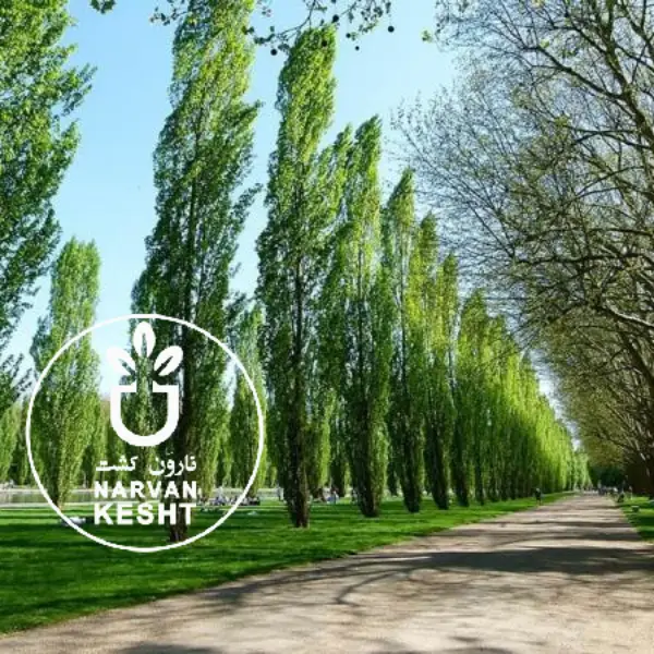 چرا صنوبر بهترین درخت برای زمین‌های کم‌آب است؟