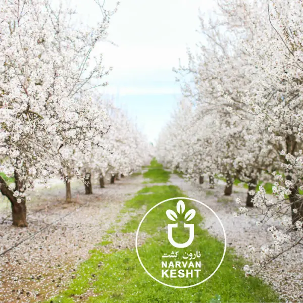 احداث باغ بادام