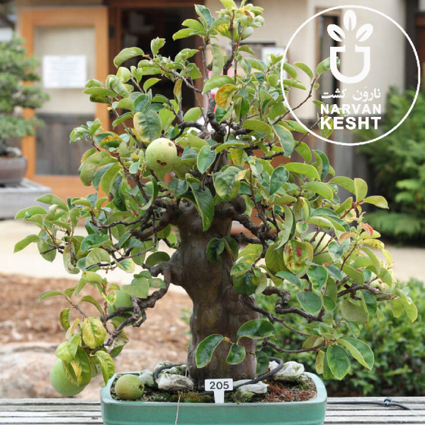 نهال گلدانی گردو