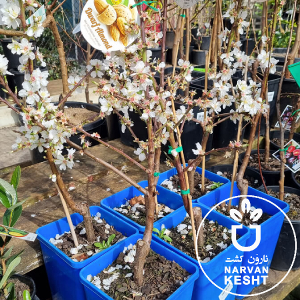 نهال گلدانی بادام