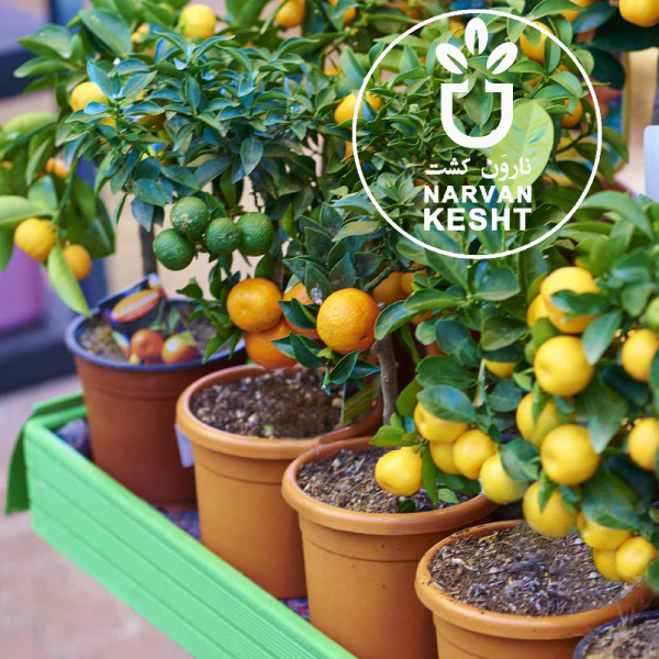 نهال گلدانی