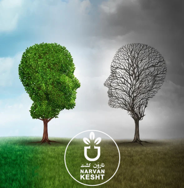 خشک شدن نهال بعد از کاشت