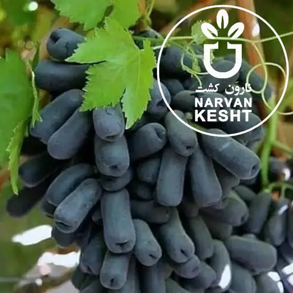 نهال انگور موندراپ