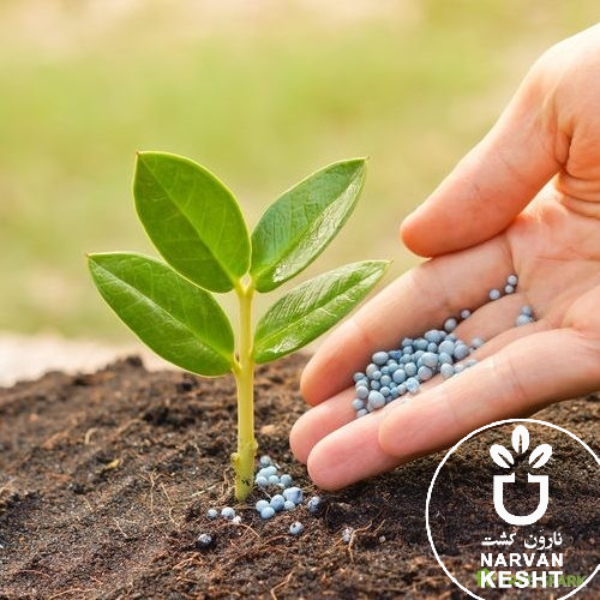 بهترین کود برای درخت گردو