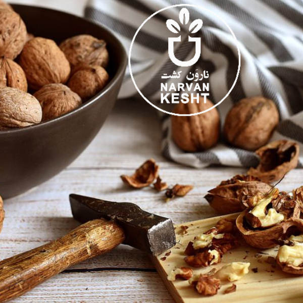 تعبیر خواب گردو