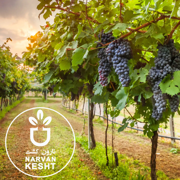 احداث باغ انگور