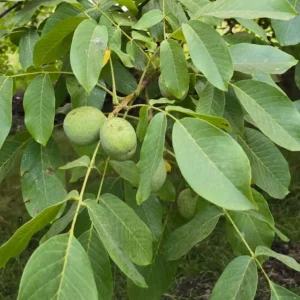 گردو ژنوتیپ بذری