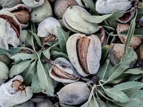 بهترین زمان کاشت نهال بادام