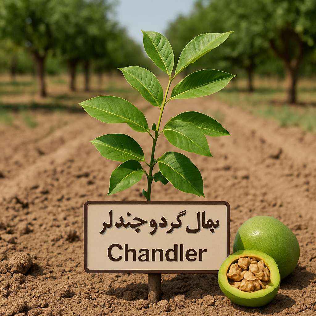 نهال گردو چندلر تهران