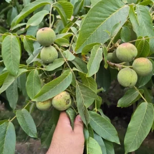 نهال گردو ژنوتیپ پیوندی