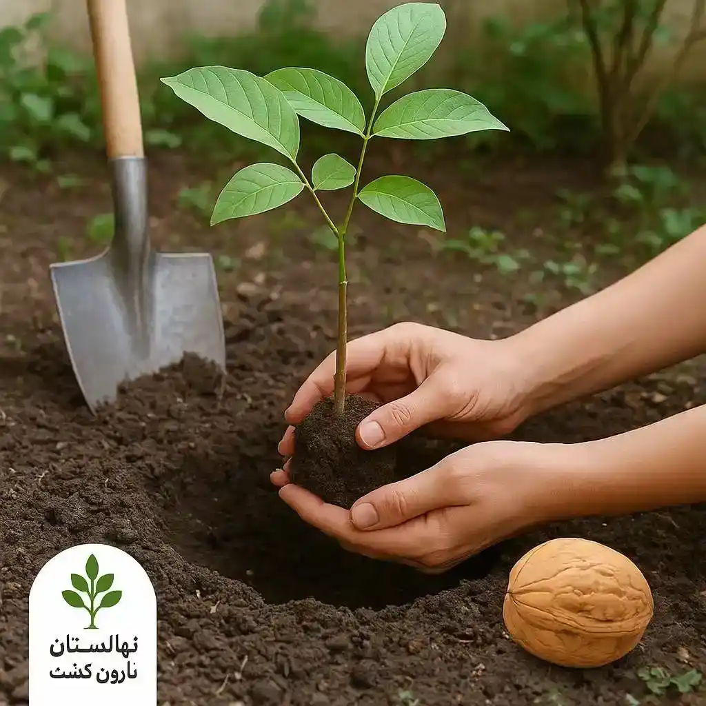 کاشت گردو در حیاط کوچک تهران