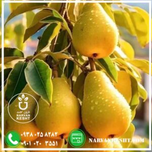 خرید نهال گلابی بیروتی