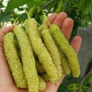 نهال توت موزی