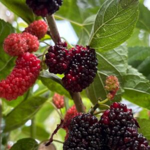 نهال توت مجنون