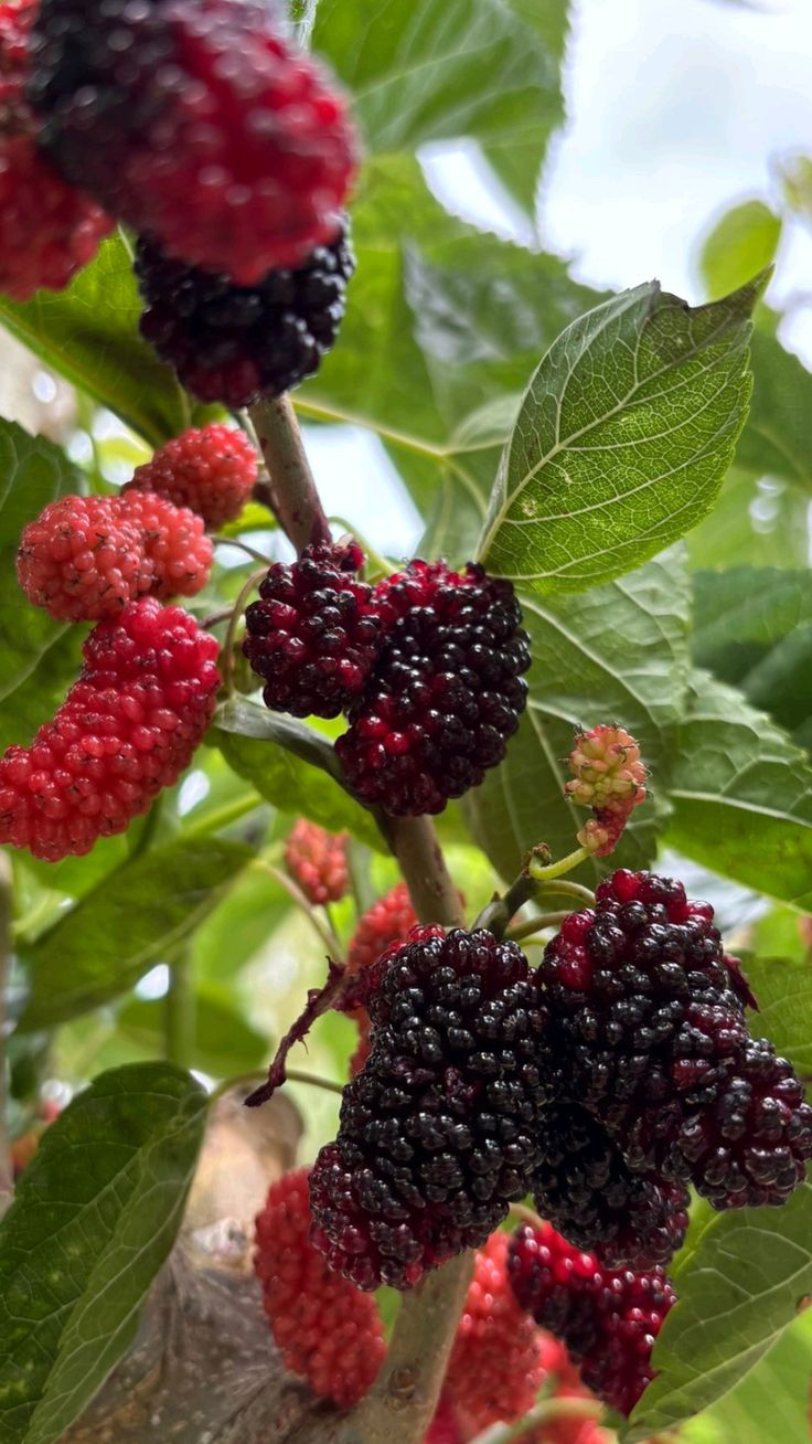 نهال توت مجنون