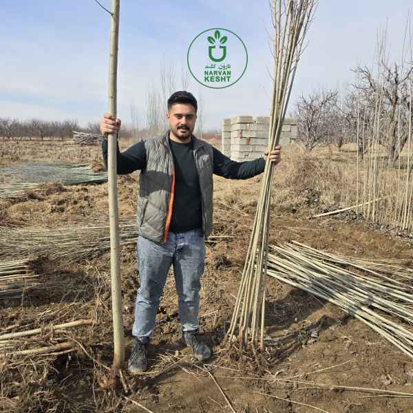 تشخیص نهال صنوبر سالم