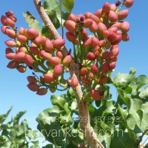 نهال پسته کله قوچی پیوندی