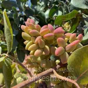 نهال پسته بادامی پیوندی