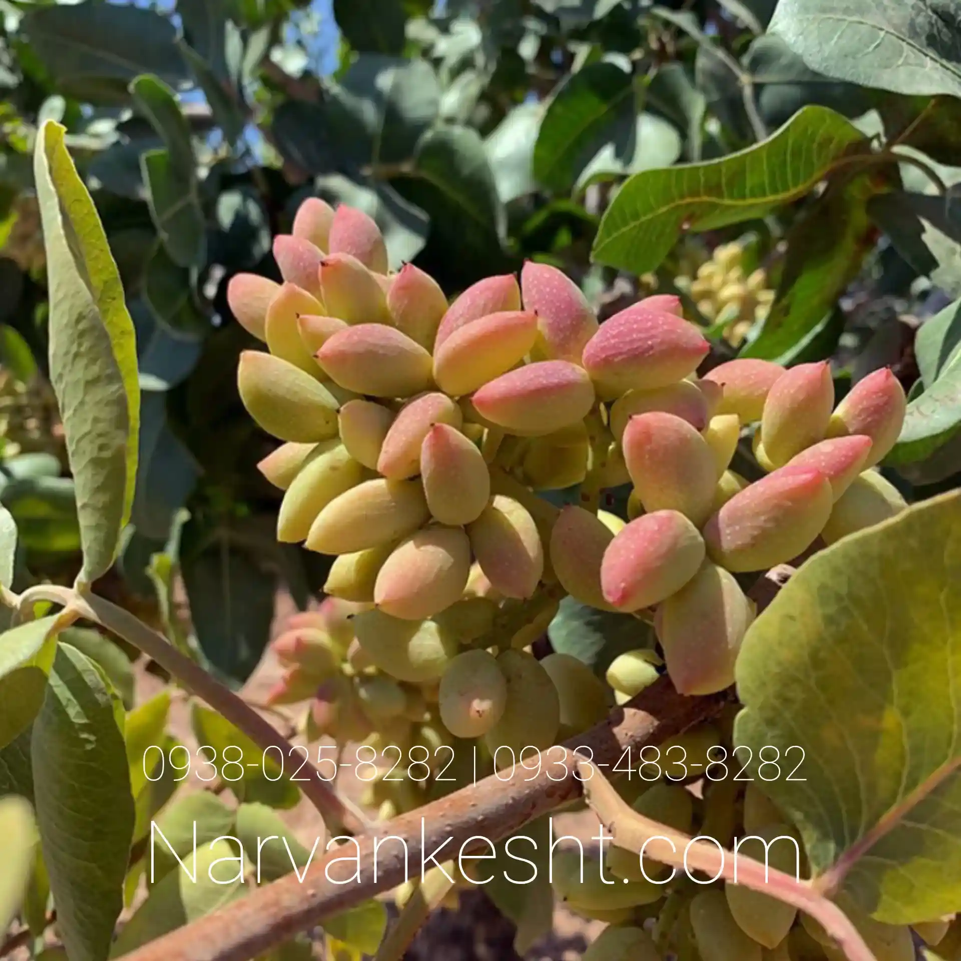 نهال پسته بادامی پیوندی