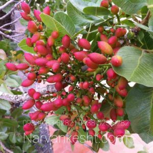 نهال پسته اکبری پیوندی