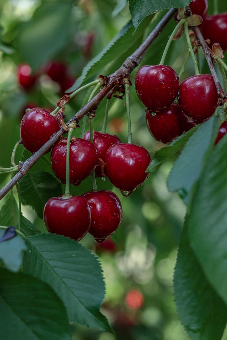 نهال آلبالو مرلو