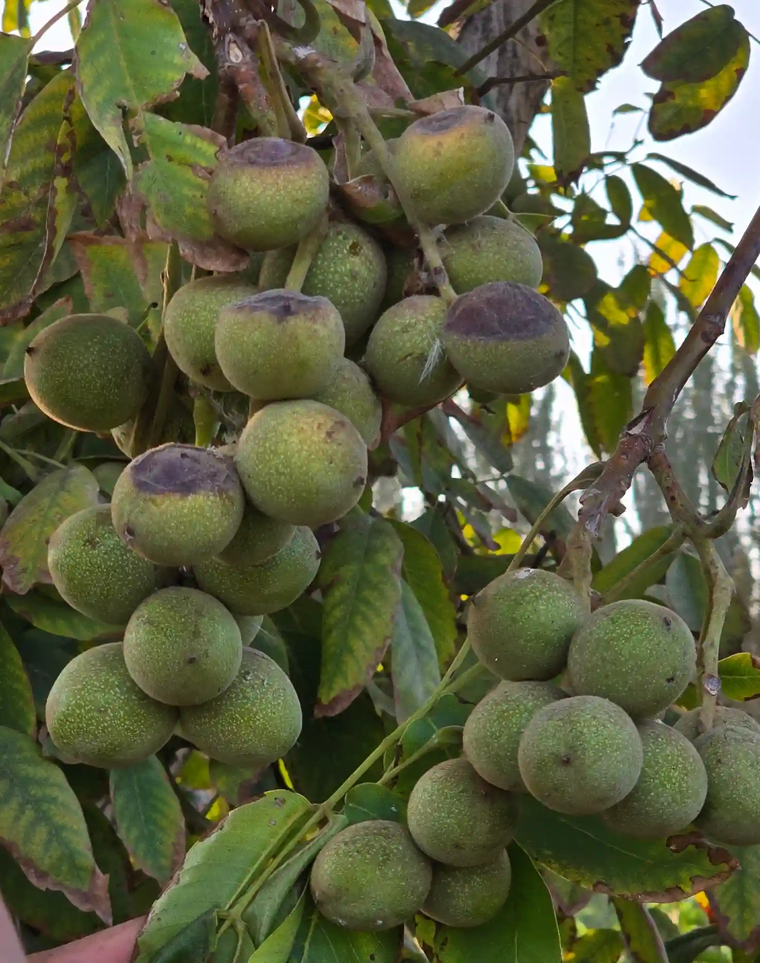 بهترین نهال گردو