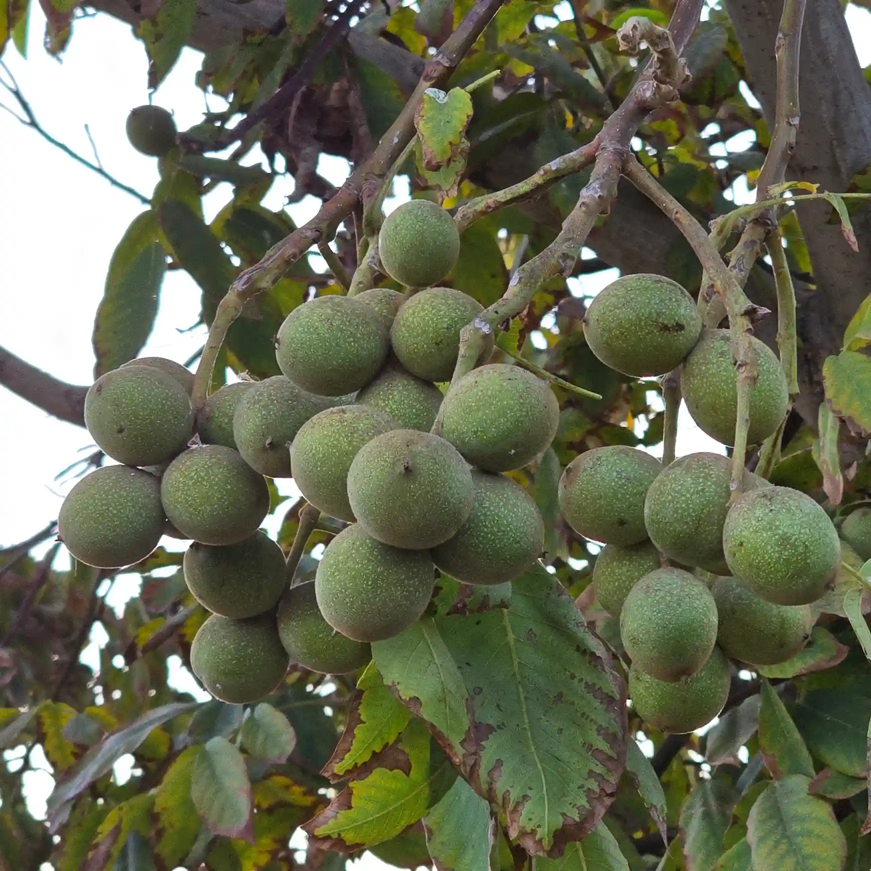 راهنمای خرید نهال گردو