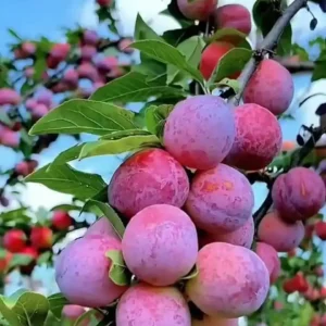 نهال آلو الینا