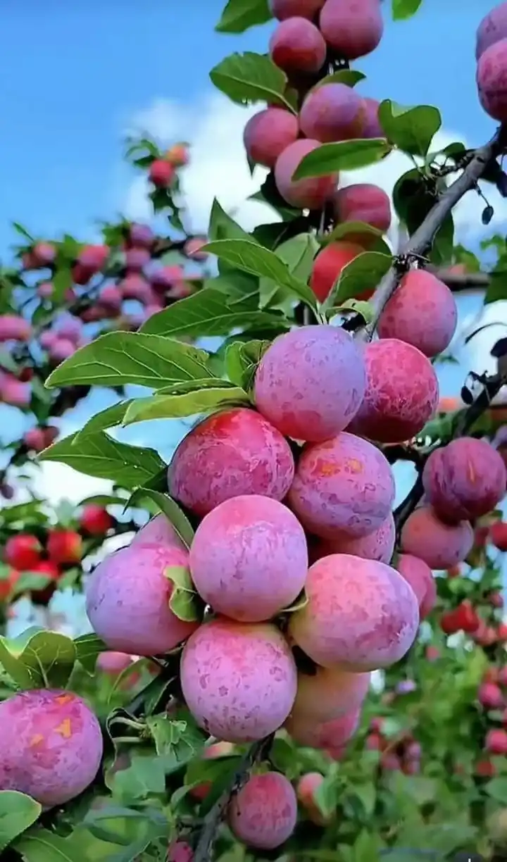 نهال آلو الینا