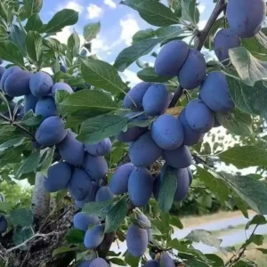 نهال آلو بخارا