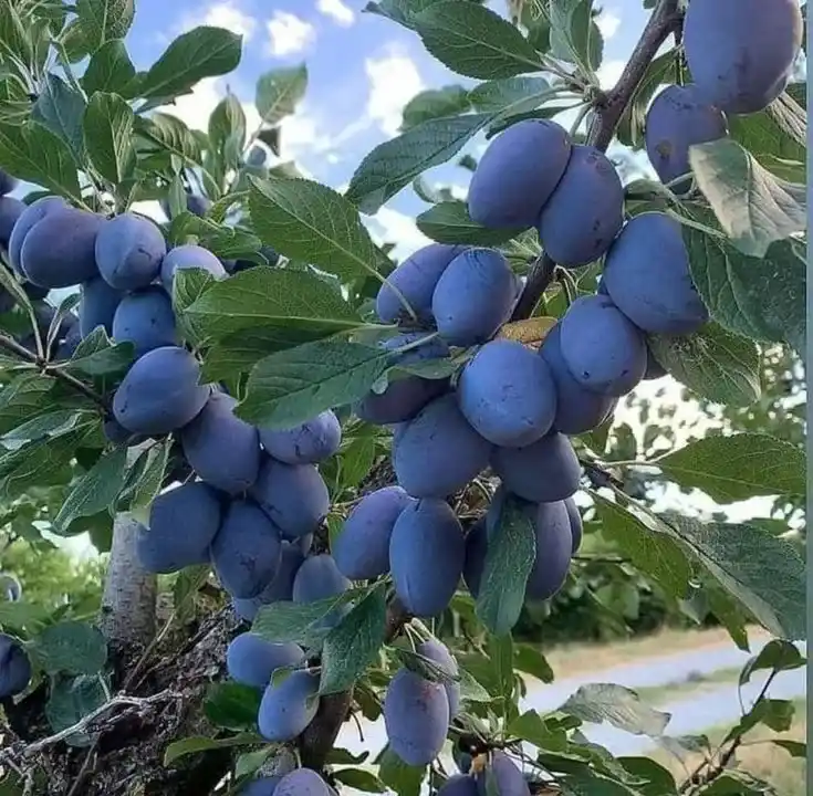 نهال آلو بخارا