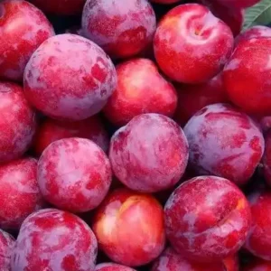 نهال آلو تو سرخ