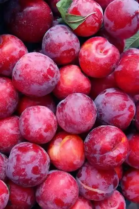 نهال آلو تو سرخ