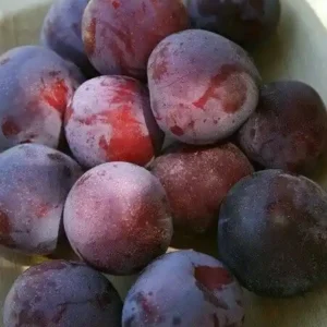 نهال آلو شابلون