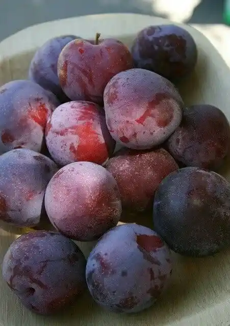 نهال آلو شابلون