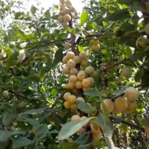 نهال آلو قطره طلا