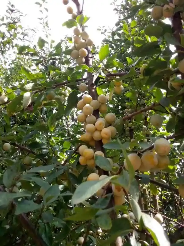 نهال آلو قطره طلا