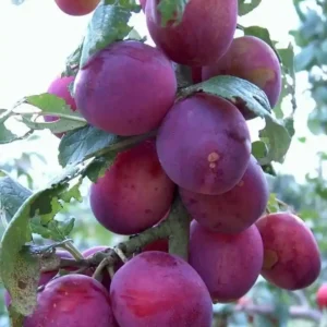 نهال آلو کالیفرنیا