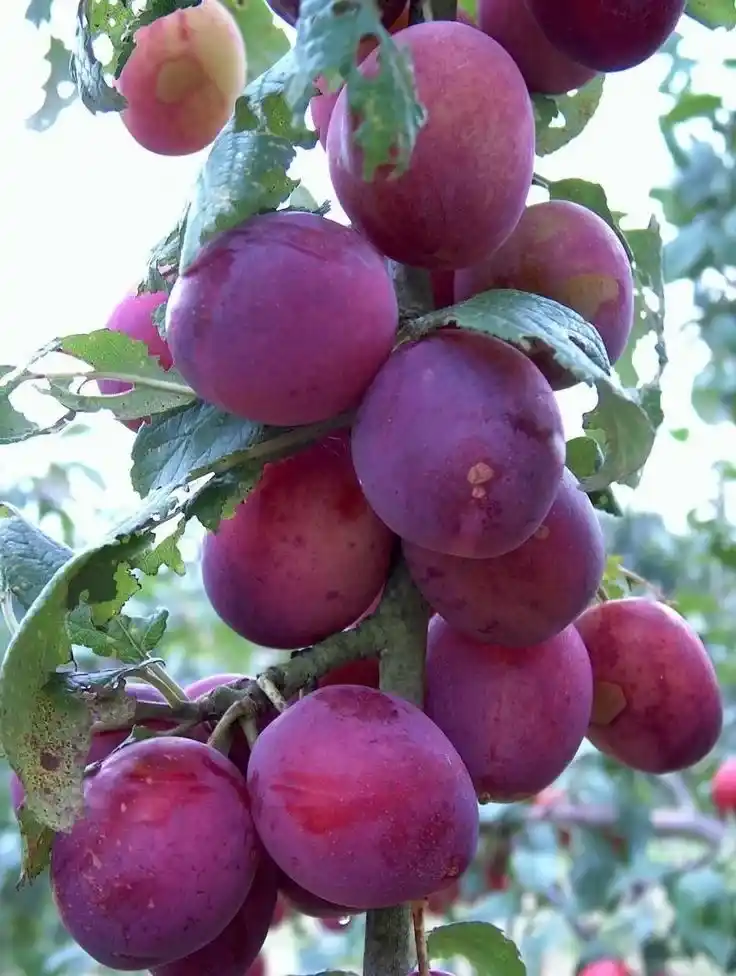 نهال آلو کالیفرنیا