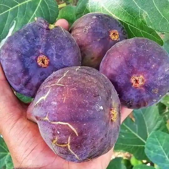 نهال انجیر ترکیه