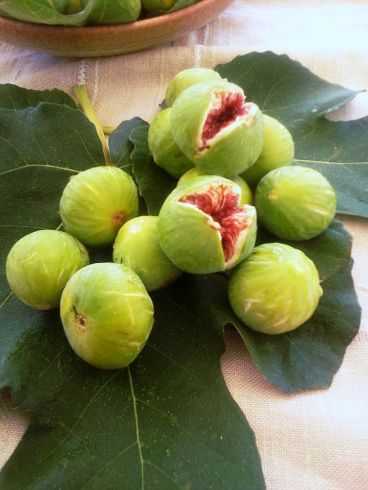 نهال انجیر دیم