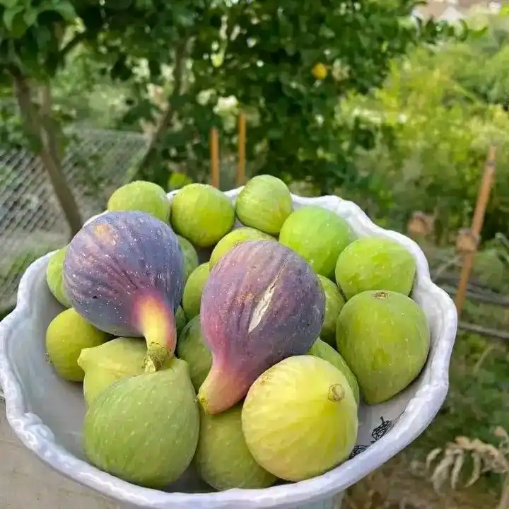 نهال انجیر سه فصل