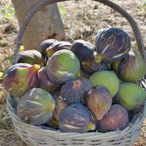 نهال انجیر سیاه