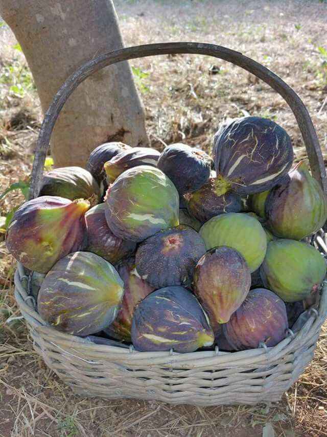 نهال انجیر سیاه نهال انجیر سیاه